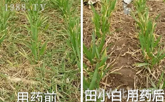 節(jié)節(jié)麥如何防除,用什么藥?怎么打藥效果好?