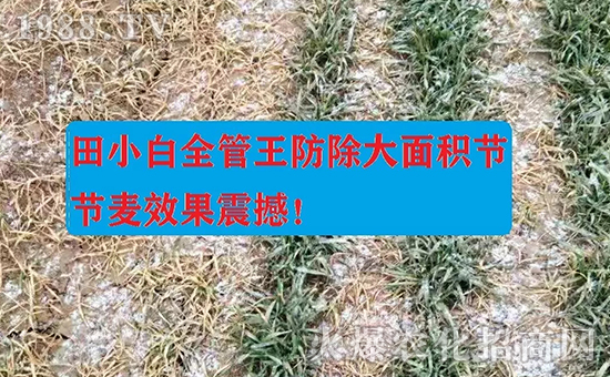 節(jié)節(jié)麥如何防除,用什么藥?怎么打藥效果好?