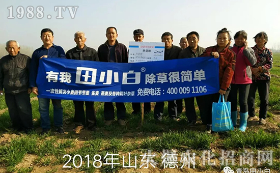 節(jié)節(jié)麥如何防除,用什么藥?怎么打藥效果好?