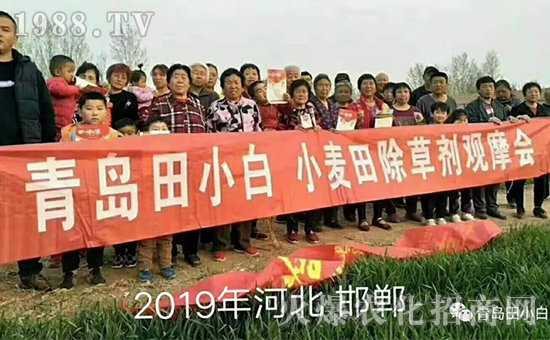 節(jié)節(jié)麥如何防除,用什么藥?怎么打藥效果好?