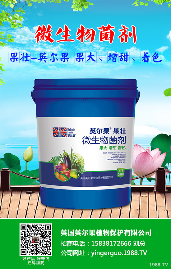 油麥菜什么時(shí)候種植?油麥菜高產(chǎn)種植技術(shù)要點(diǎn)