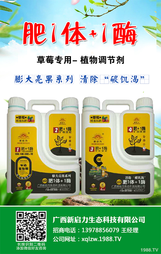 越冬茄子該如何施肥？冬茬茄子施肥技術(shù)要點(diǎn)