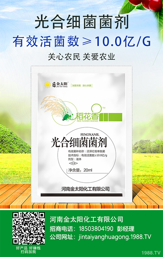 辣椒爛果多原因?辣椒爛果防治辦法!