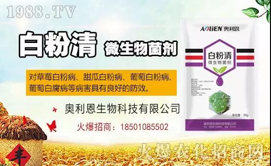 �׷۲�������(f��)�y�p���� ӛס�@��ˎ����Ч���ΰ׷۲����P����