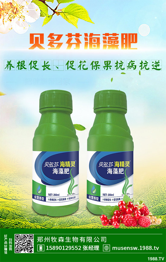 洋薊為什么這么受人歡迎?洋薊的市場行情分析