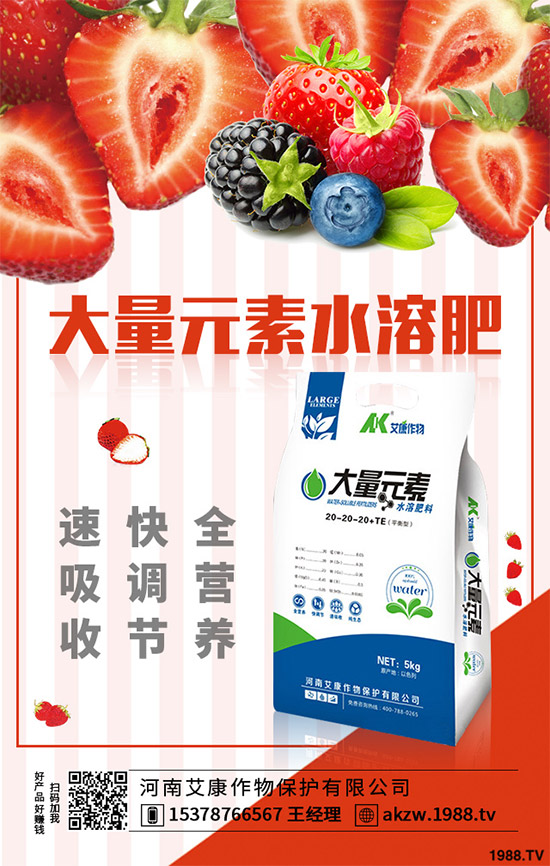 老虎姜該怎么種植?老虎姜高產種植技術管理