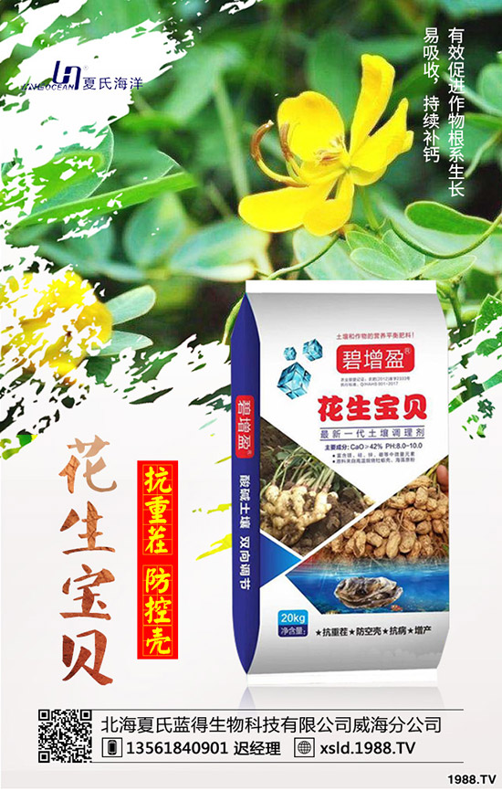 板藍(lán)根種前景如何？板藍(lán)根高產(chǎn)種植要點(diǎn)！