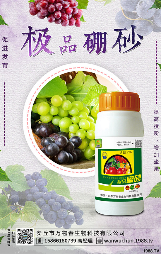 枸杞如何種植，枸杞種植條件有哪些？
