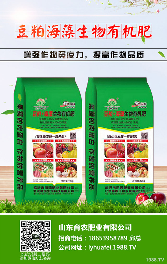 西蘭花種植需要注意些什么?西蘭花四個(gè)種植階段的管理要點(diǎn)