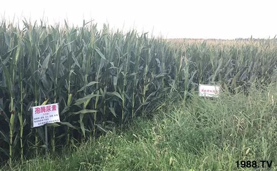 �ٿ���С�����a(ch��n)1471�����pø����ȫ������(j��)�����߮a(ch��n)������(d��ng)֮�o(w��)����