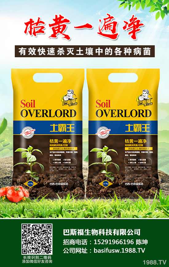 蒜黃該如何種植，蒜黃的高效栽培技術(shù)有哪些？