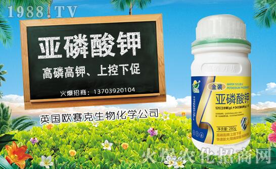 木瓜什么時候種植?木瓜種植時間及種植技術要點!