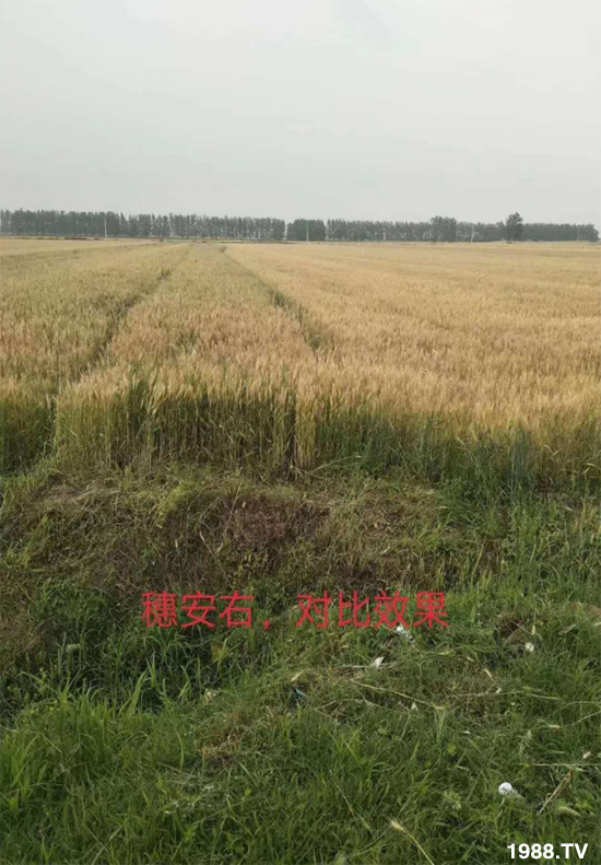С����ù��Σ�����c(di��n)������С����ù����ʲôˎ��