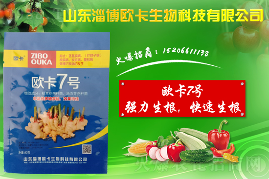 大姜爛脖子病是什么?大姜爛脖子病用什么藥好防治