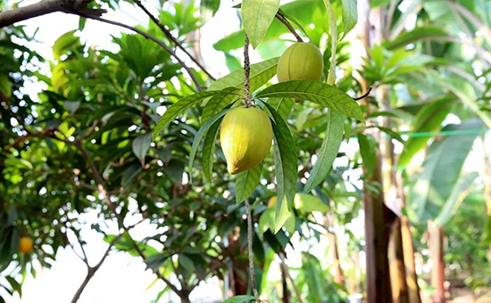 壽光菜博會(huì)