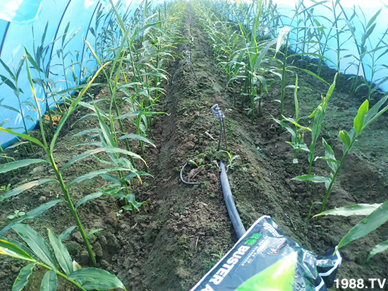     ���׌�Nֲ׃�ø��p�ɣ�һ��(g��)�ײ���ȫ���䷽����˹�ش󽪠I(y��ng)�B(y��ng)�ײͷ�����