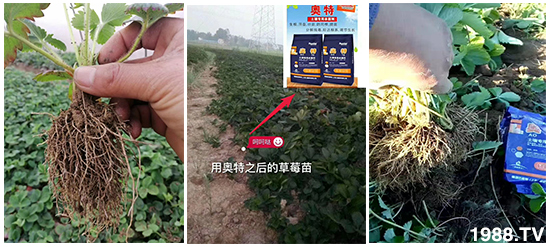     ���׌�Nֲ׃�ø��p�ɣ�һ��(g��)�ײ���ȫ���䷽����˹�ش󽪠I(y��ng)�B(y��ng)�ײͷ�����