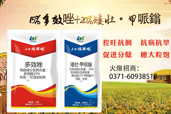 小麥控旺,勢(shì)不可擋,專(zhuān)業(yè)控旺,效果為王!