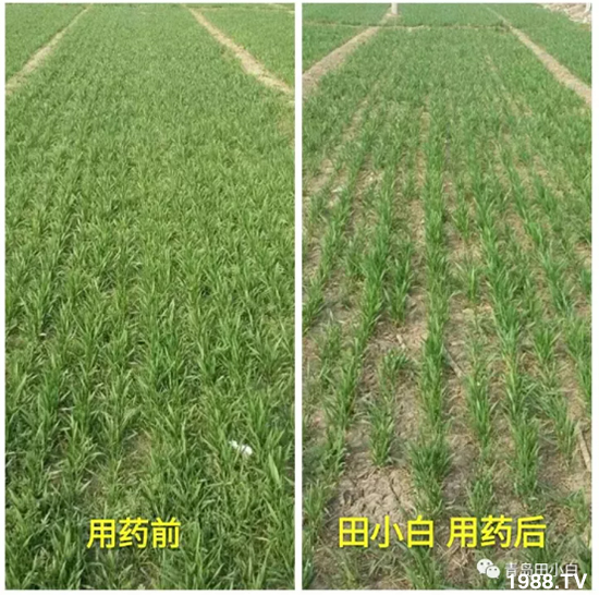 節(jié)節(jié)麥危害嚴(yán)重怎么打?用什么藥劑效果好?