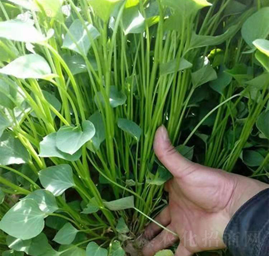 �ع������1