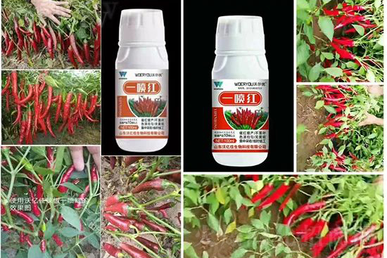 ���t�����95%���߼t�����~�����뷭�׷�����������һ���t��