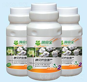 �޻�ʢ���ڌ�����-���-�����S��