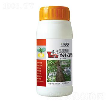 ��ľ��(zhu��n)�������������L(zh��ng)�`-�A�����Z